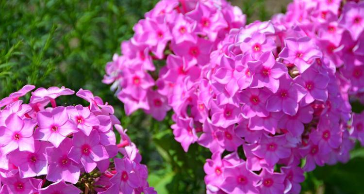 甜蜜花语——以玫瑰花为主题的浪漫花语（绽放爱意，玫瑰花语传情）