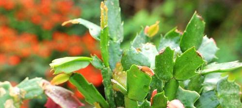 花卉养护知识大全（如何打理家中盆栽？）