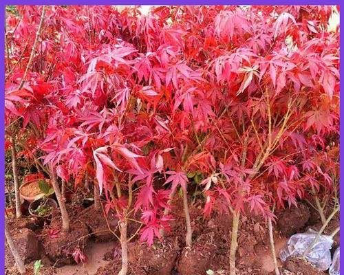 红枫树苗的养护方法（从栽种到成长，让红枫更健康）