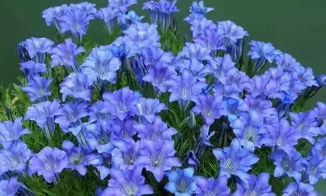 《以百合花的花语为主题，传达晚安的祝福》（在你如梦如幻的夜晚，百合花倾诉着晚安的温馨）