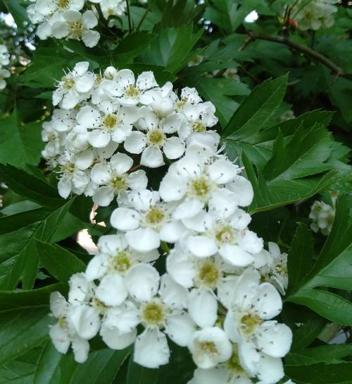 唯一花语——以白玫瑰为主题的花语探析（纯洁、神秘、美丽——白玫瑰的花语意义解读）