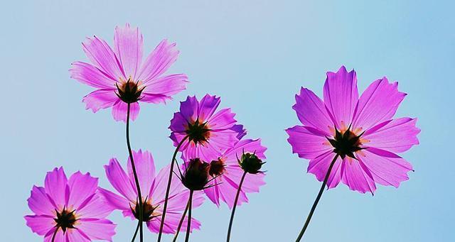 唯一花语——以白玫瑰为主题的花语探析（纯洁、神秘、美丽——白玫瑰的花语意义解读）