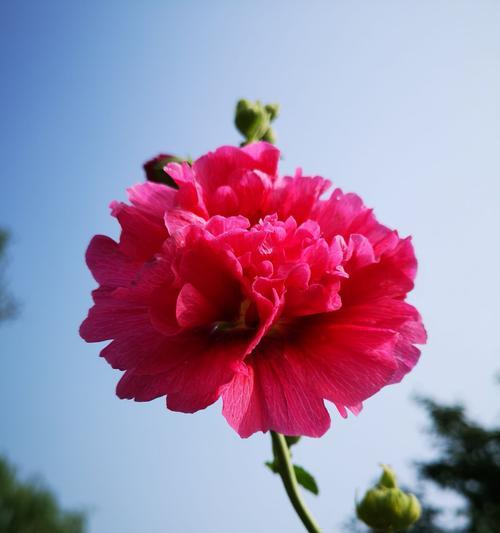 唯一花语——以白玫瑰为主题的花语探析（纯洁、神秘、美丽——白玫瑰的花语意义解读）