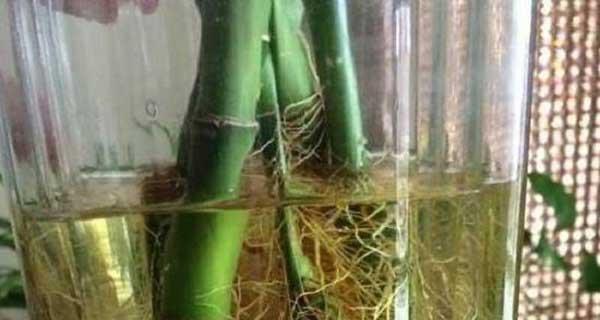 碧雷鼓烂根了怎么办？（遇到养殖中的烦恼，如何解决？）