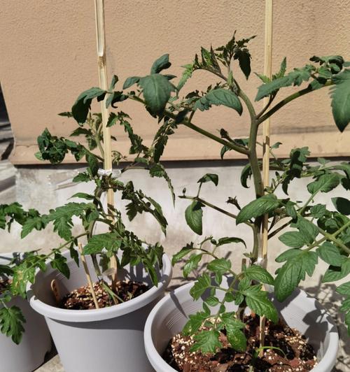番茄种植指南（从选种到收获，轻松掌握）