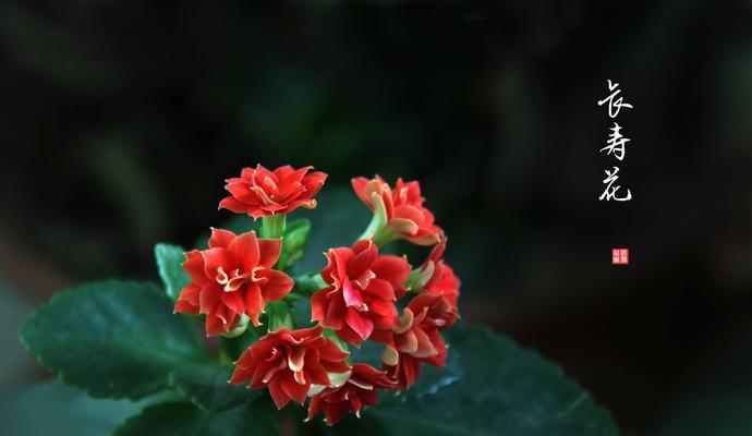 以玫瑰花为主题的花语浅析（探寻玫瑰花的花语之美）