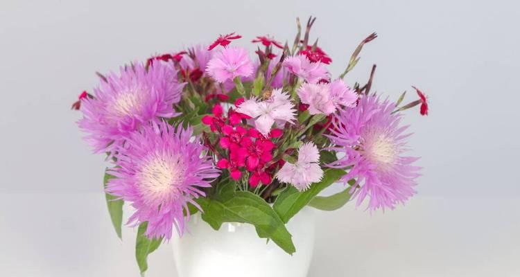 以玫瑰花为主题的花语浅析（探寻玫瑰花的花语之美）