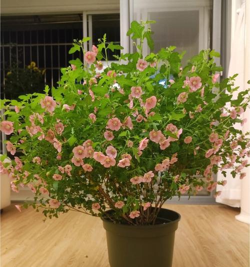 木槿掉花蕾的原因（探究木槿花掉落的原因以及如何防止花蕾掉落）