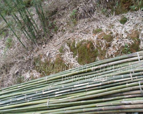 竹子种植指南（从选择品种到管理养护，教你打造自己的竹林乐园）