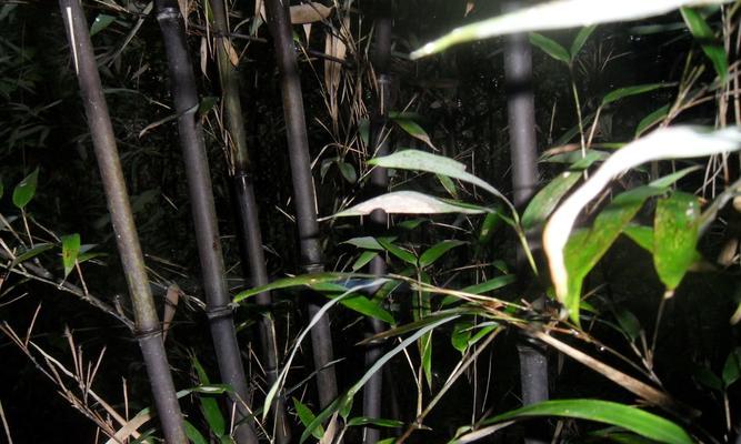 竹子种植指南（从选择品种到管理养护，教你打造自己的竹林乐园）