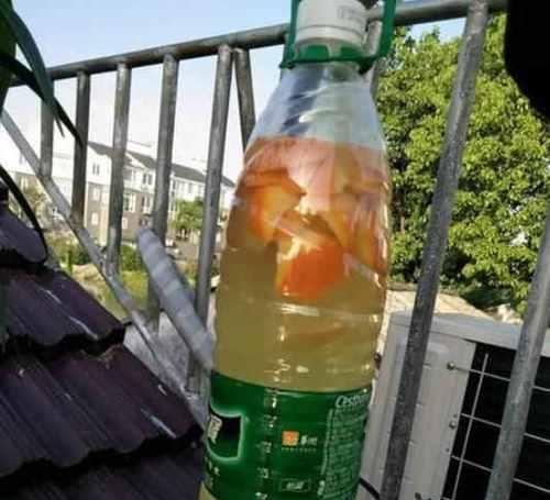 DIY肥料（环保节约又有用，手把手教你制作肥料）