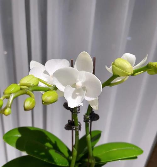 养护蝴蝶兰的小窍门（让你的蝴蝶兰美丽绽放，健康长寿）