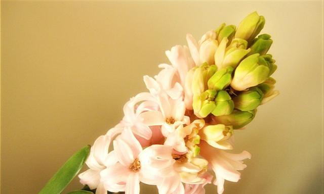 永不放弃的坚持之花——郁金香花语（坚韧不拔，追逐梦想的象征）