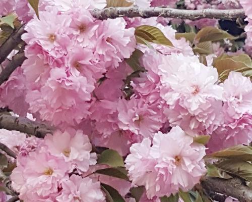 永不放弃的坚持之花——郁金香花语（坚韧不拔，追逐梦想的象征）