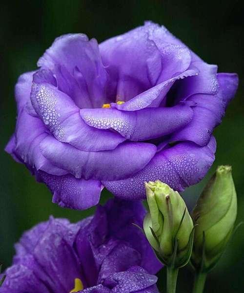 永恒之花——玫瑰花的花语（永恒爱情的象征，玫瑰花的花语解读）