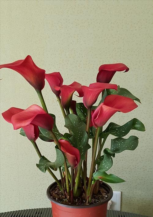 彩色马蹄莲养护指南（打造多姿多彩的水培花园，让彩色马蹄莲为你点亮生活）