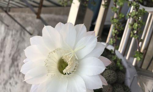 勇敢之花——玫瑰的花语（勇气、坚毅与希望的象征）