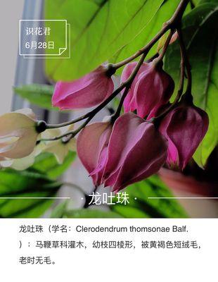 友情长久，以白玫瑰为花语（白玫瑰花语传递友情的持久力量）