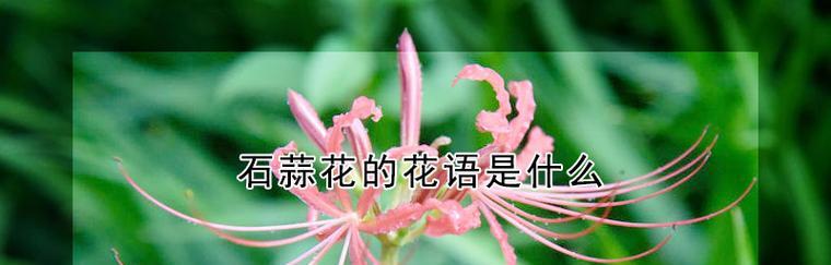 友情长久，以白玫瑰为花语（白玫瑰花语传递友情的持久力量）