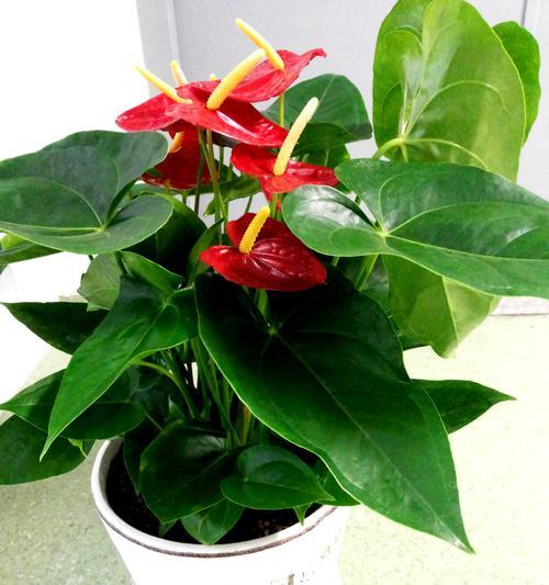 花烛养护指南（分享花烛的养护技巧，让你轻松打造健康的花烛）