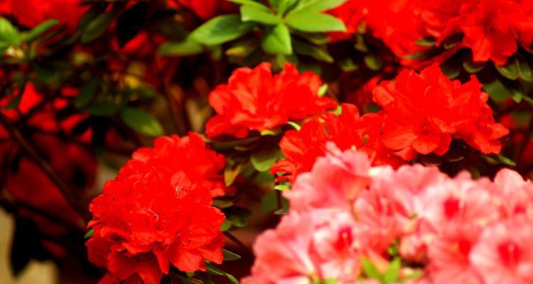 友谊长存——以郁金香的花语为主题（用一束郁金香传递友谊的力量）