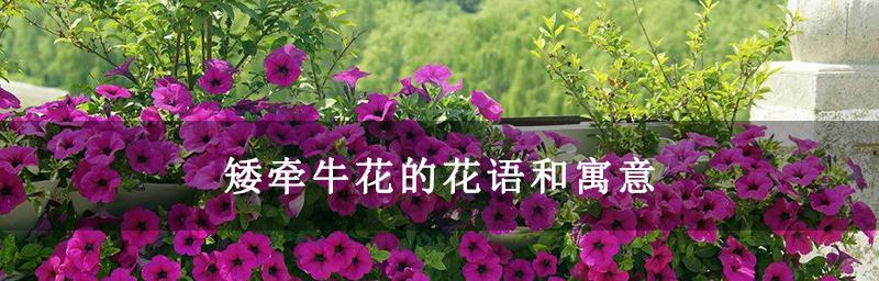 原谅之花（用百合花诉说心意，原谅自他心灵）