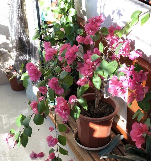 三角梅养了几年不开花咋回事？（原因分析及解决方法）