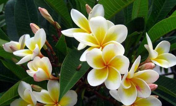 执着的力量（花语解密｜执着坚持、不离不弃的象征）