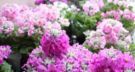 智慧之花——菊花的花语（品味睿智，感悟生活）