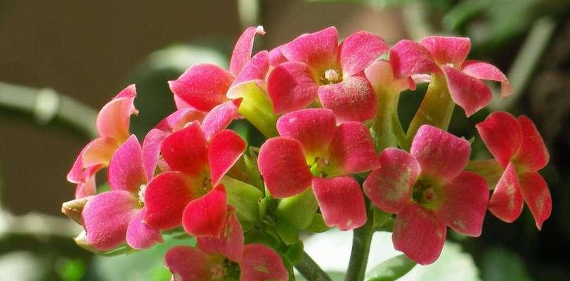 智慧之花——菊花的花语（品味睿智，感悟生活）