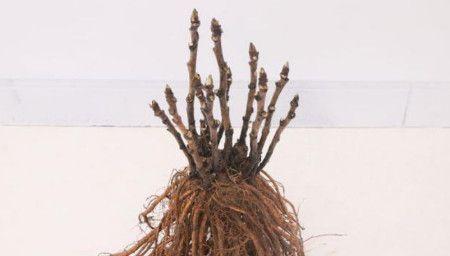 牡丹花的移植方法（如何顺利移植牡丹花，让它们更茂盛？）
