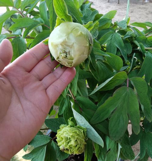 牡丹花的移植方法（如何顺利移植牡丹花，让它们更茂盛？）