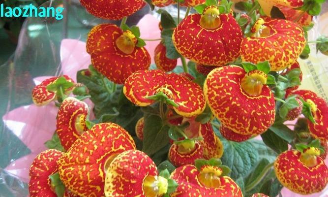 蒲包花种植指南（从选种到日常护理，助你轻松打造绚丽园林）
