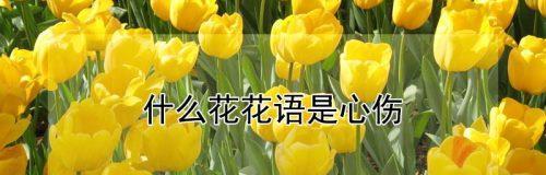 以菊花为主题的尊重之花语（菊花的花语和传统文化中的尊重观念）