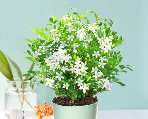 九里香的水培种植方法（可持续种植方式的探索）