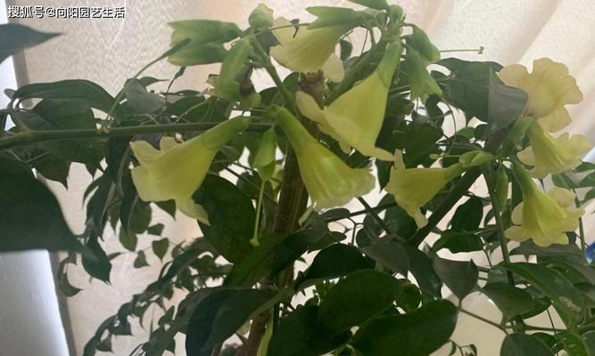 幸福树的养护秘籍（如何让幸福树茂盛生长）