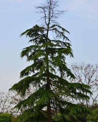 探秘神秘的柏树（从生态环境到文化传承，解读柏树的多重价值）