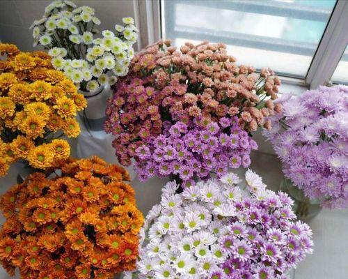 长花期美丽花卉推荐（发现花园中最长花期、最好看的花卉）