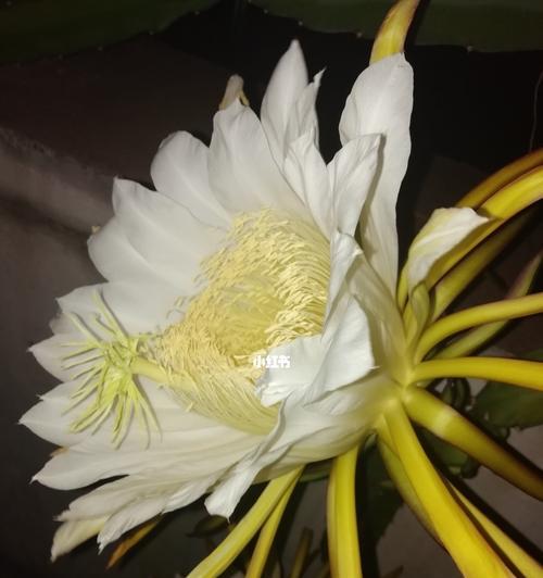 火龙果花的寓意与象征（探寻火龙果花的美丽和神秘）