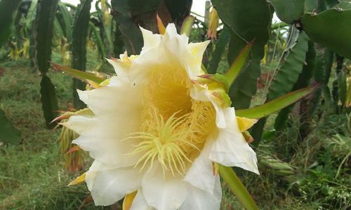 火龙果花的寓意与象征（探寻火龙果花的美丽和神秘）