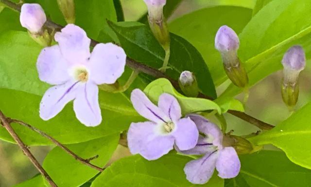 假连翘花的寓意与象征（传递生命与希望的“真假连翘花”）