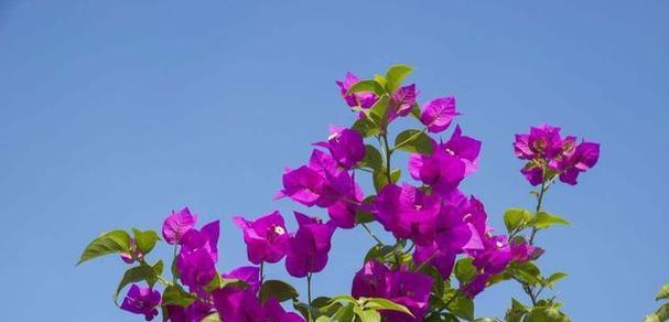 江门市花勒杜鹃的花语寓意（江门市花勒杜鹃传递的情感与希望）