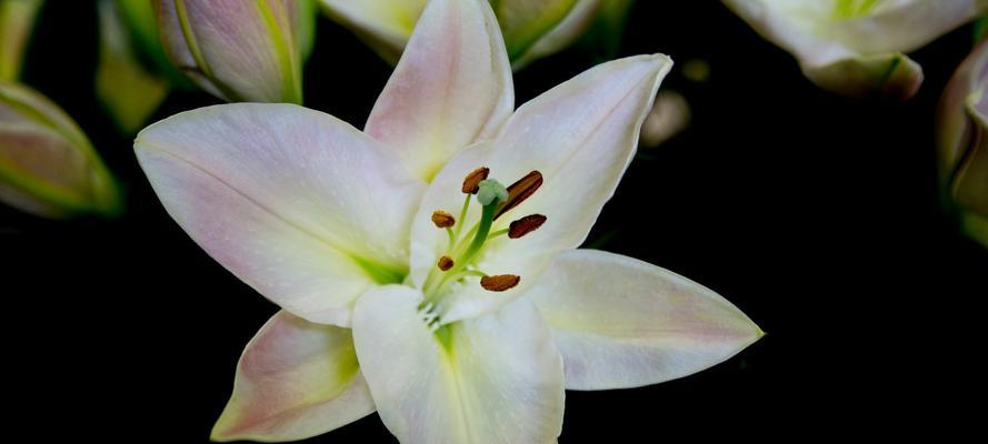 金百合花的花语和寓意（探索金百合花的深层寓意和传达的情感）