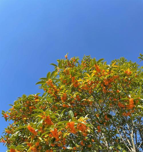 金桂开花季节与寓意（金桂绽放的美丽时刻以及其象征的意义）