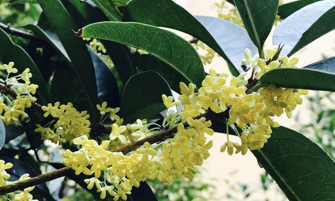 金桂开花季节与寓意（金桂绽放的美丽时刻以及其象征的意义）