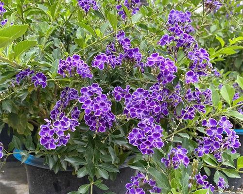 金露花的花语与寓意（绽放如金，传递希望的金露花）