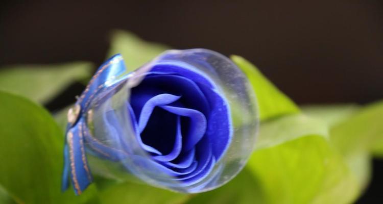蓝色妖姬的花语（以九朵蓝色妖姬的花语，传递爱与希望的力量）