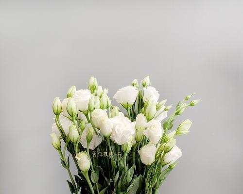 桔梗花的花语和寓意（揭示桔梗花的隐含含义，了解它传递的信息）