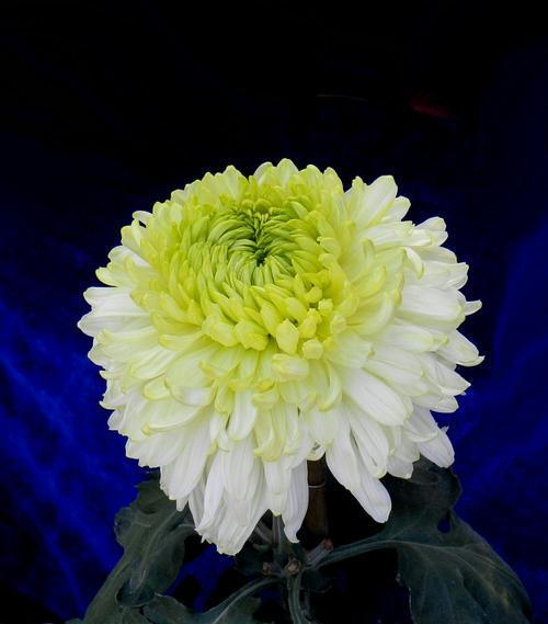 菊花与十二生肖的象征意义（探寻菊花在生肖文化中的独特角色）