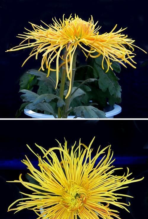 菊花与十二生肖的象征意义（探寻菊花在生肖文化中的独特角色）